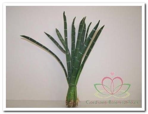 Exotic stripe bundel green foamblad, Huis en Inrichting, Woonaccessoires | Kunstplanten en Kunstbloemen, Nieuw