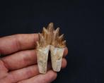 Basilosaurus (oerwalvis) - Fossiele kies - Molar de
