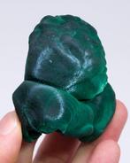 Malachite botryoïdale excellente avec Chantilly - Hauteur :