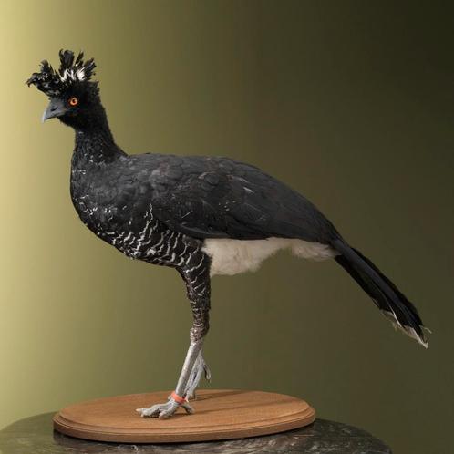 Geelknobbel Hokko Taxidermie Opgezette Dieren By Max, Collections, Collections Animaux, Enlèvement ou Envoi