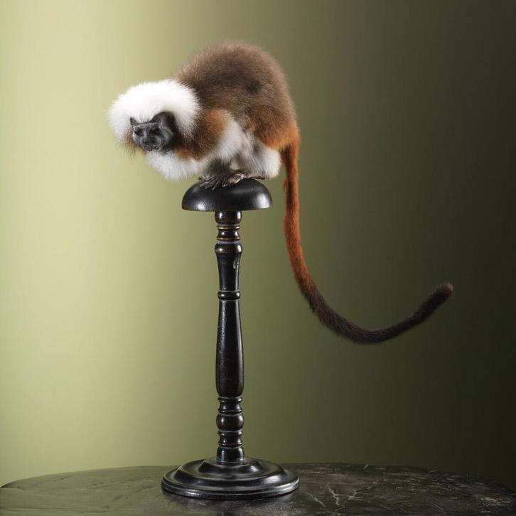 Pinchéaapje Katoentamarin Taxidermie Opgezette Dieren By Max, Collections, Collections Animaux, Enlèvement ou Envoi