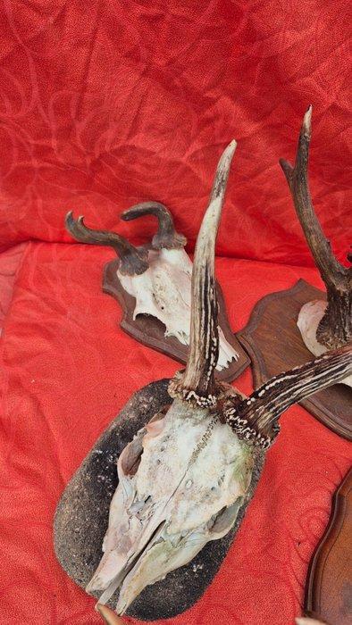 ree - gemzen Taxidermie wandmontage - Capreolus capreolus -, Verzamelen, Dierenverzamelingen