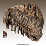 extra grote kies van een wolharige mammoet - Fossiele kies -, Verzamelen