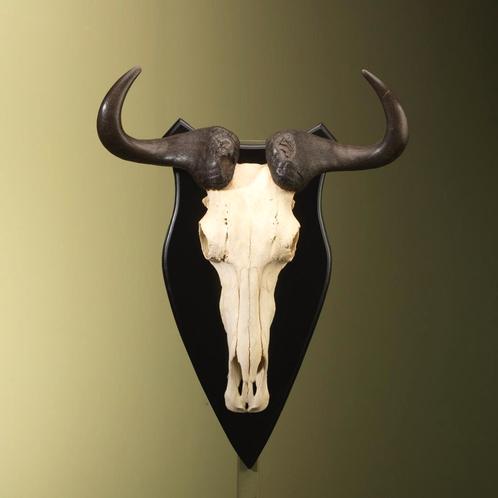 Blauwe Gnoe Schedel Taxidermie Opgezette Dieren By Max, Verzamelen, Dierenverzamelingen, Opgezet dier, Nieuw, Wild dier, Ophalen of Verzenden