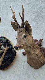 Chevreuil Support mural pour taxidermie - Capreolus