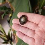 Ring van obsidiaan met gouden kattenoog. Prachtige, Collections, Minéraux & Fossiles