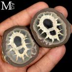 Nodulo Septaria 50 miljoen jaar Geode van Septaria uit, Verzamelen, Mineralen en Fossielen