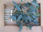 Glas 3 flesjes bloemen Eucalyptus in doosje, Hobby en Vrije tijd, Nieuw