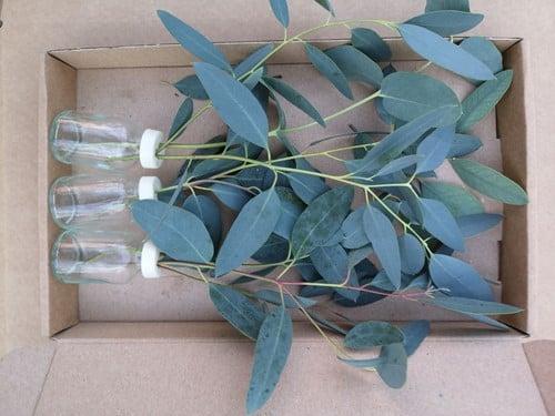 Glas 3 flesjes bloemen Eucalyptus in doosje, Hobby en Vrije tijd, Knutselen, Nieuw