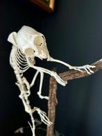 Aap Skelet - Callithrix jacchus - replica - 47 cm - 25 cm -, Nieuw
