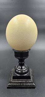 Struisvogel Ei - struthio camelus ei - 300 mm - 125 mm - 125