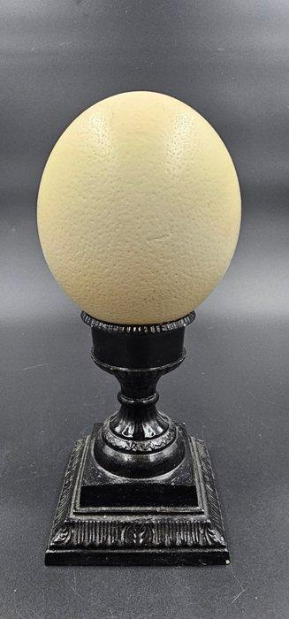 Struisvogel Ei - struthio camelus ei - 300 mm - 125 mm - 125, Antiek en Kunst, Curiosa en Brocante