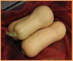 Butternut Hunter F1 flespompoen 1000 zaden, Nieuw