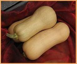 Butternut Hunter F1 flespompoen 1000 zaden, Hobby en Vrije tijd, Knutselen, Nieuw