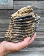 Wolharige mammoet Tand - Mammuthus primigenius - 15.5 cm -, Verzamelen, Mineralen en Fossielen