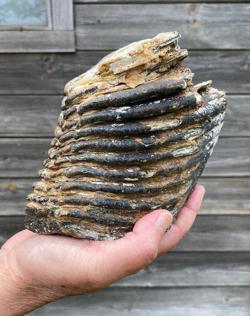 Wolharige mammoet Tand - Mammuthus primigenius - 15.5 cm -, Verzamelen, Mineralen en Fossielen