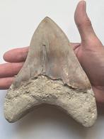 Grote Megalodon tand 15,4 cm (6,06 inch) - Fossiele tand -, Verzamelen, Mineralen en Fossielen