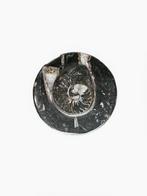 Fossiele schatdoos – ammoniet-relief op zwarte matrix | Ø 90, Verzamelen, Mineralen en Fossielen