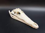 Nijlkrokodil Schedel - Crocodylus niloticus - 6 cm - 9 cm -, Verzamelen, Nieuw