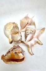 4 grands coquillages marin escargot de mer Coquillage marin, Antiek en Kunst
