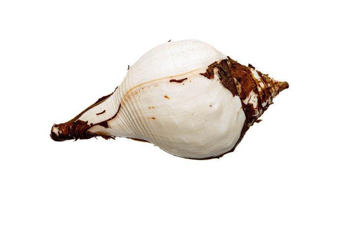 Sacred Chank is extreem groot en zwaar. Taxidermie, Verzamelen, Dierenverzamelingen