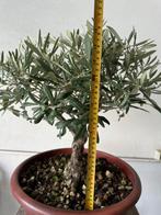 Olijf bonsai (Olea europaea) - Hoogte (boom): 45 cm - Diepte