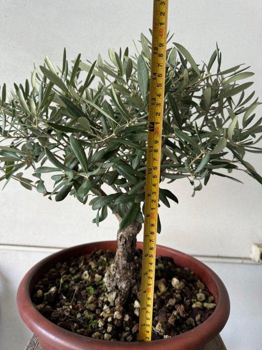 Olijf bonsai (Olea europaea) - Hoogte (boom): 45 cm - Diepte, Antiquités & Art, Curiosités & Brocante