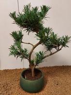 Bonsaï Pin des Bouddhistes (Podocarpus macrophyllus) -