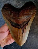 Megalodon - Fossiele tand - FAT BEAST - 14 cm - 10.5 cm, Verzamelen