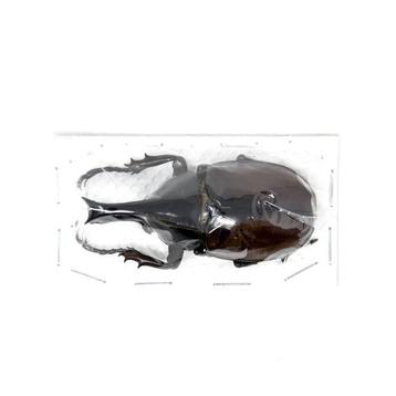 15 x Scarabées rhinocéros thaïlandais de grade A1 Support de