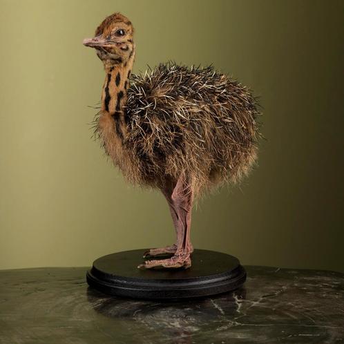 Struisvogel Kuiken Taxidermie Opgezette Dieren By Max, Collections, Collections Animaux, Enlèvement ou Envoi