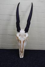Antilope africaine Crâne - Common Eland - Taurotragus oryx -, Verzamelen, Dierenverzamelingen, Nieuw