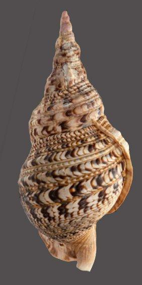 objet de collection unique  Corne de triton avec opercule, Verzamelen, Dierenverzamelingen