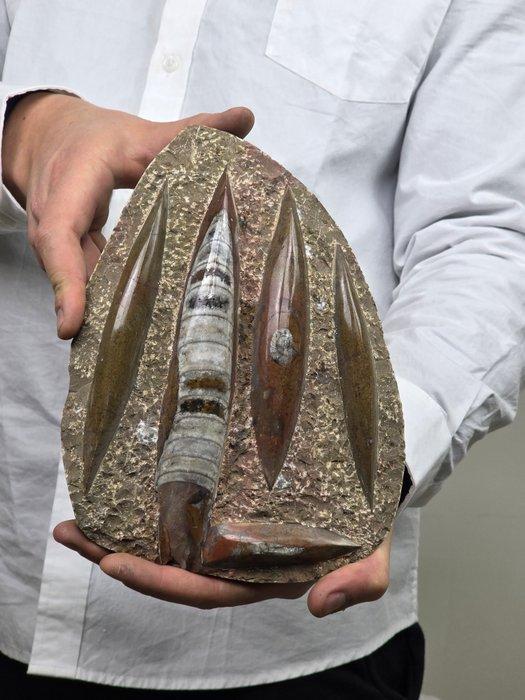 Orthoceras - Gefossiliseerd dier (Zonder minimumprijs), Verzamelen, Mineralen en Fossielen