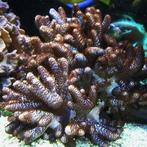 Cladiella spp Hair M (Ong. 10 cm), Dieren en Toebehoren, Vissen | Aquariumvissen