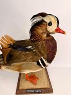 Mandarijn-eend Taxidermie volledige montage - Aix, Nieuw