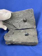 Prachtige heldere Carbonaat Trigonocarpus duo (zaadcapsule,