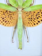 Bidsprinkhaan in lijst Taxidermie volledige montage - Mantis, Nieuw