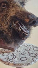 Wild zwijn Taxidermie volledige montage - Sus scrofa - Jeune, Nieuw