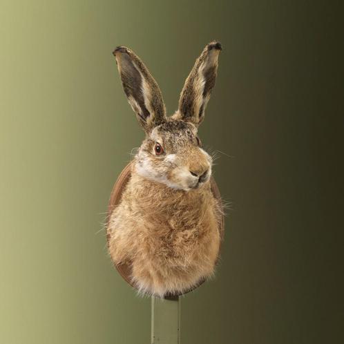 Haas Taxidermie Opgezette Dieren By Max, Verzamelen, Dierenverzamelingen, Opgezet dier, Nieuw, Wild dier, Ophalen of Verzenden