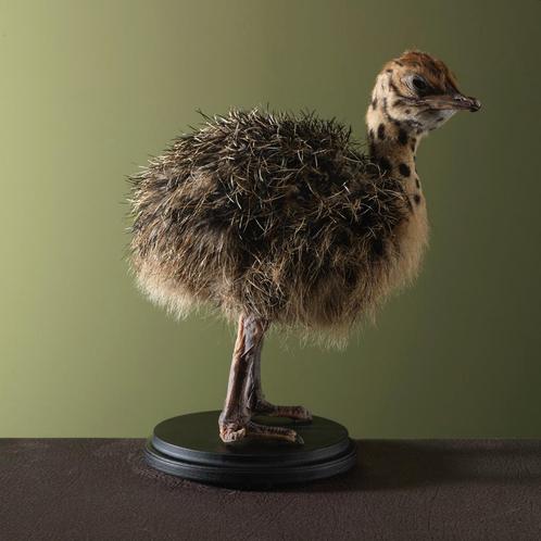 Struisvogel Jong Taxidermie Opgezette Dieren By Max, Verzamelen, Dierenverzamelingen, Opgezet dier, Nieuw, Vogel, Ophalen of Verzenden