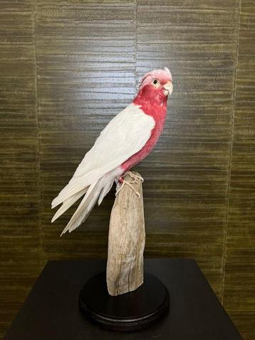 Lutino Roze Kaketoe Taxidermie Opgezette Dieren By Max beschikbaar voor biedingen