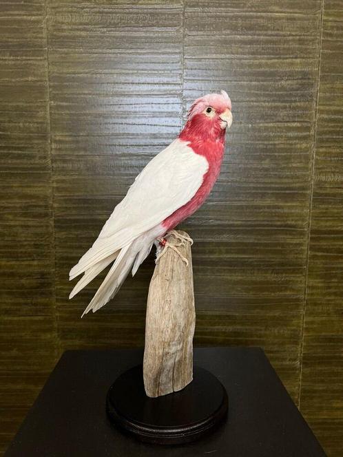 Lutino Roze Kaketoe Taxidermie Opgezette Dieren By Max, Verzamelen, Dierenverzamelingen, Opgezet dier, Nieuw, Vogel, Ophalen of Verzenden