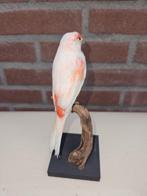 Prachtige oranje bonte kanarie Taxidermie volledige montage