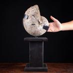 Fossil Nautilus - Houten artistieke Italiaanse basis -