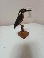 IJsvogel Taxidermie volledige montage - Alcedo atthis - 7 cm, Verzamelen, Nieuw