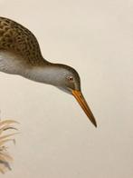 Von Wright brothers & Bror Halberg - Water rail lithographic, Verzamelen, Dierenverzamelingen, Nieuw