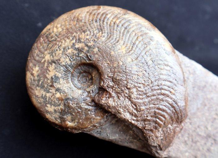 Ammoniet - Gefossiliseerde schelp - Harpoceras- Hildoceras -, Verzamelen, Mineralen en Fossielen