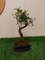 Japanese iep bonsai (Zelkova) - Hoogte (boom): 25 cm -