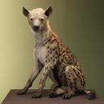 Gevlekte Hyena Taxidermie Opgezette Dieren By Max, Ophalen of Verzenden, Nieuw, Wild dier, Opgezet dier